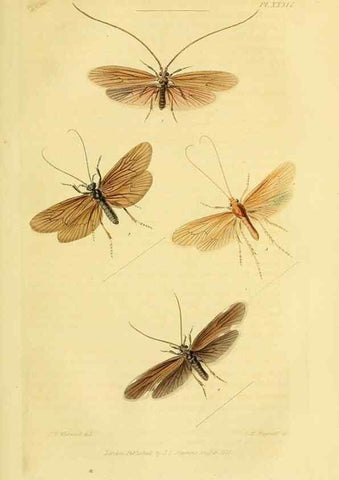 Reproducción/Reproduction 49746829477: Illustrations of British entomology;. London:Printed for the author; published by Baldwin and Cradock,1828-1835.. 