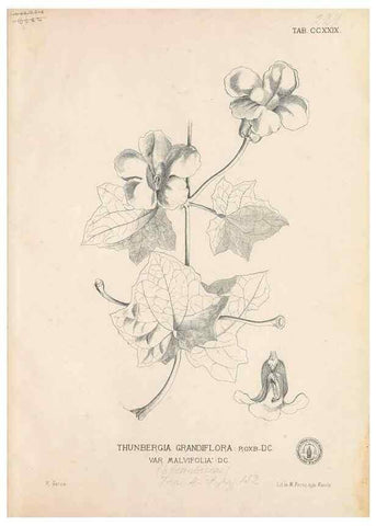 Reproducción/Reproduction 49747502502: Flora de Filipinas,. Manila,Estab. tip. de Plana y ca.,1877-83.. 