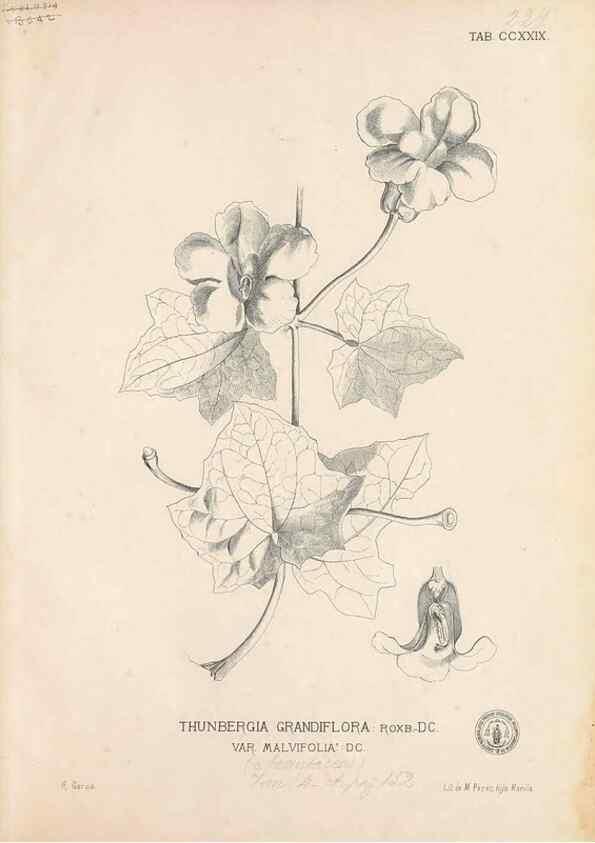 Reproducción/Reproduction 49747502502: Flora de Filipinas,. Manila,Estab. tip. de Plana y ca.,1877-83.. 
