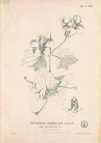 Reproducción/Reproduction 49747502502: Flora de Filipinas,. Manila,Estab. tip. de Plana y ca.,1877-83.. 
