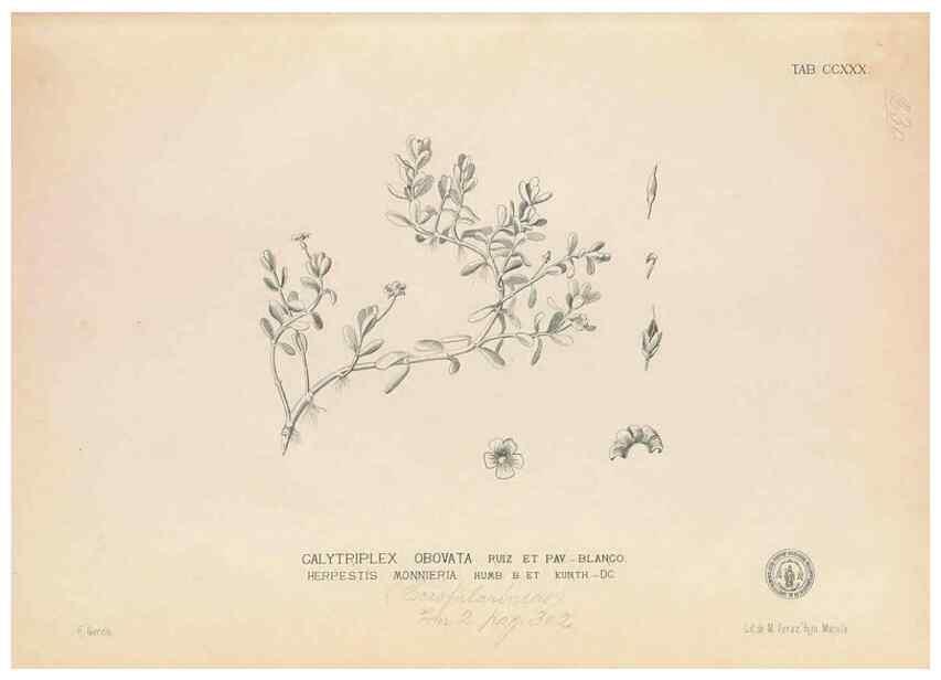 Reproducción/Reproduction 49747174861: Flora de Filipinas,. Manila,Estab. tip. de Plana y ca.,1877-83.. 