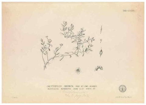 Reproducción/Reproduction 49747174861: Flora de Filipinas,. Manila,Estab. tip. de Plana y ca.,1877-83.. 