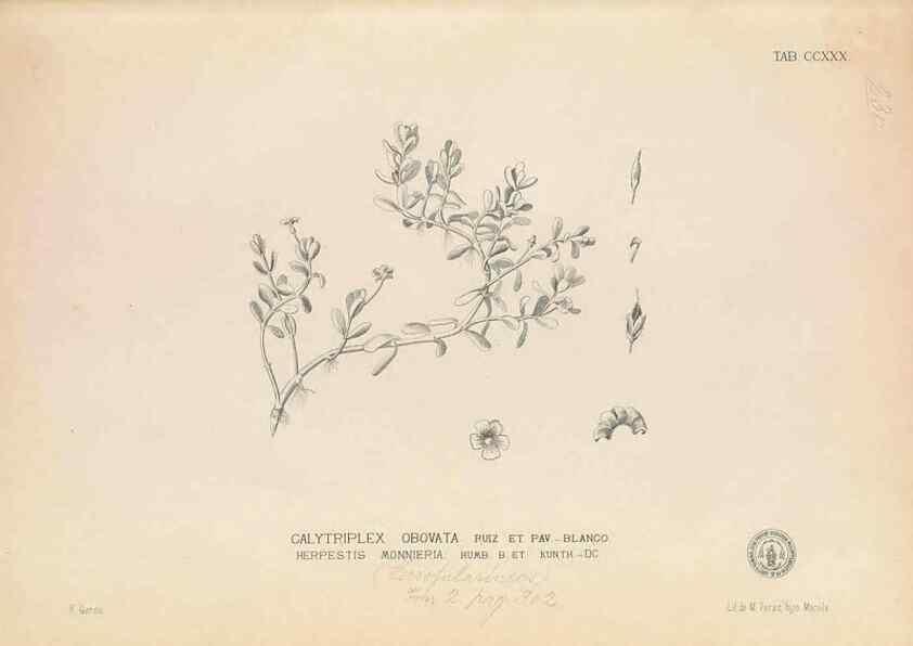 Reproducción/Reproduction 49747174861: Flora de Filipinas,. Manila,Estab. tip. de Plana y ca.,1877-83.. 