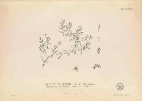 Reproducción/Reproduction 49747174861: Flora de Filipinas,. Manila,Estab. tip. de Plana y ca.,1877-83.. 