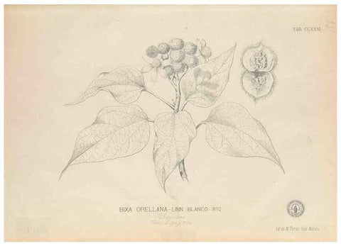 Reproducción/Reproduction 49747502942: Flora de Filipinas,. Manila,Estab. tip. de Plana y ca.,1877-83.. 