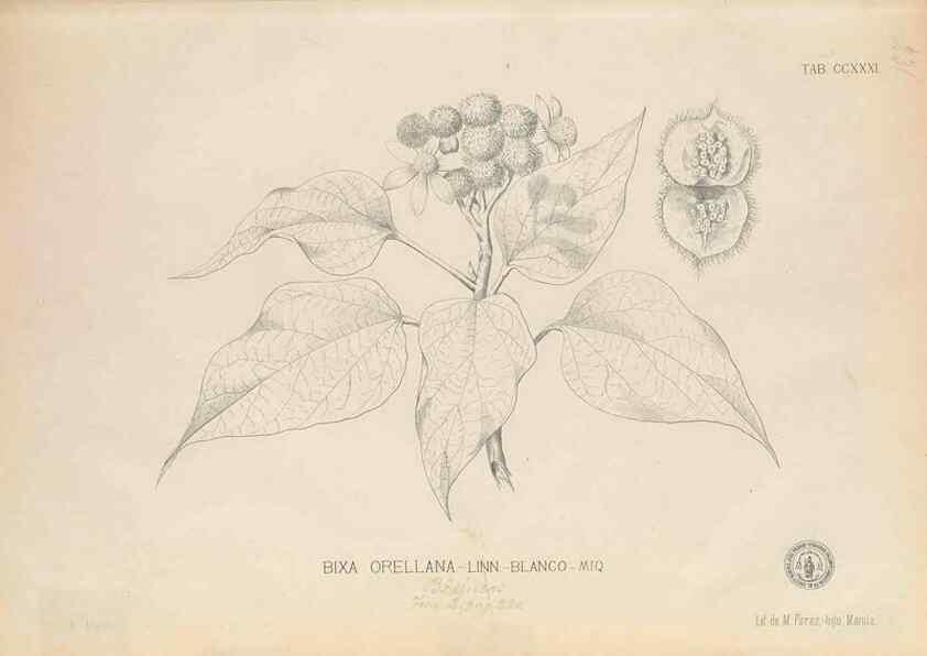 Reproducción/Reproduction 49747502942: Flora de Filipinas,. Manila,Estab. tip. de Plana y ca.,1877-83.. 