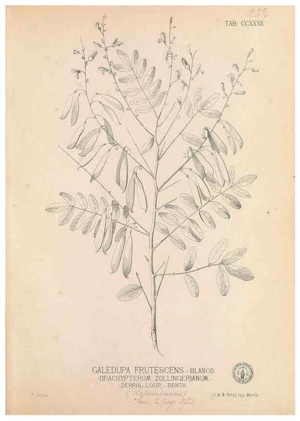 Reproducción/Reproduction 49747503192: Flora de Filipinas,. Manila,Estab. tip. de Plana y ca.,1877-83.. 