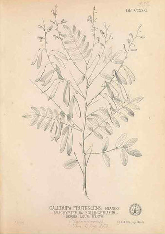 Reproducción/Reproduction 49747503192: Flora de Filipinas,. Manila,Estab. tip. de Plana y ca.,1877-83.. 