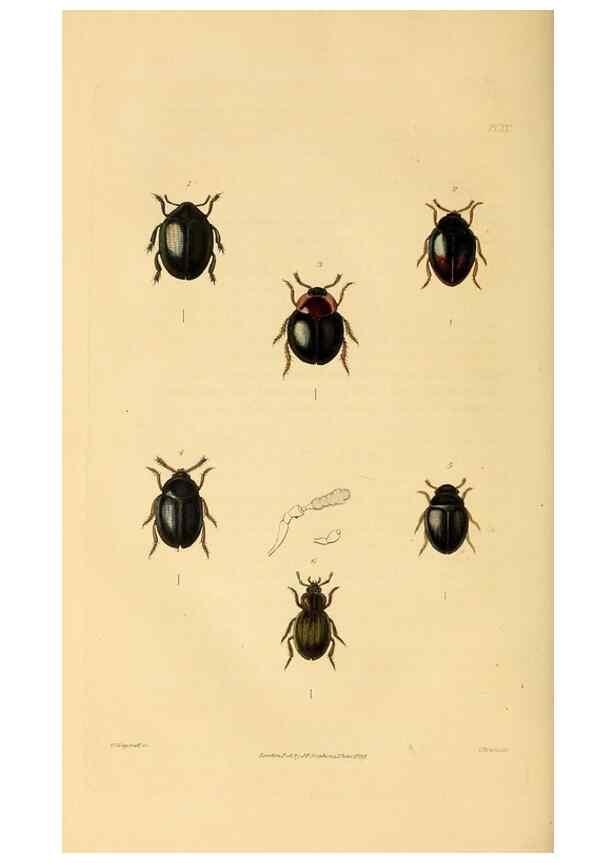Reproducción/Reproduction 49746358041: Illustrations of British entomology;. London:Printed for the author; published by Baldwin and Cradock,1828-1835.. 