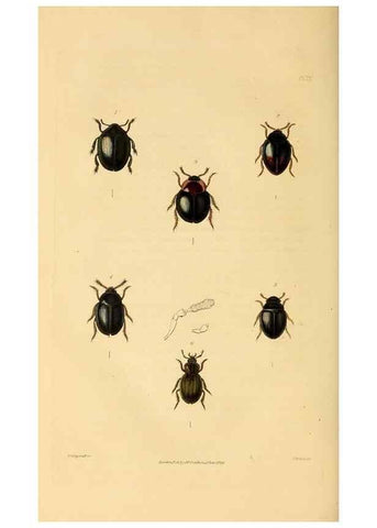 Reproducción/Reproduction 49746358041: Illustrations of British entomology;. London:Printed for the author; published by Baldwin and Cradock,1828-1835.. 