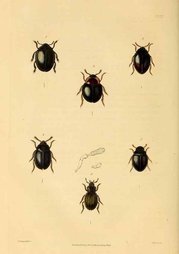 Reproducción/Reproduction 49746358041: Illustrations of British entomology;. London:Printed for the author; published by Baldwin and Cradock,1828-1835.. 