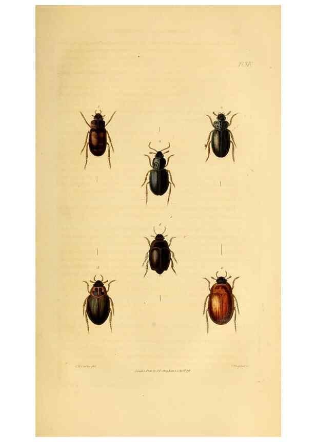 Reproducción/Reproduction 49745818733: Illustrations of British entomology;. London:Printed for the author; published by Baldwin and Cradock,1828-1835.. 