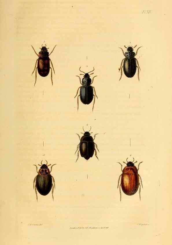 Reproducción/Reproduction 49745818733: Illustrations of British entomology;. London:Printed for the author; published by Baldwin and Cradock,1828-1835.. 