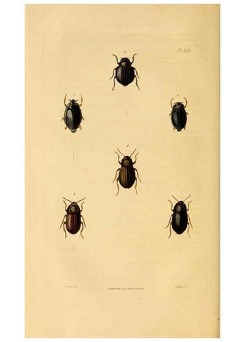 Reproducción/Reproduction 49745818418: Illustrations of British entomology;. London:Printed for the author; published by Baldwin and Cradock,1828-1835.. 