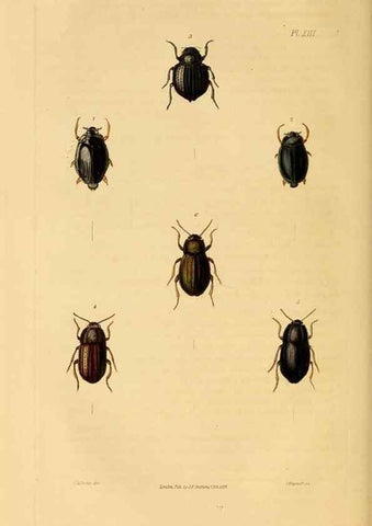 Reproducción/Reproduction 49745818418: Illustrations of British entomology;. London:Printed for the author; published by Baldwin and Cradock,1828-1835.. 