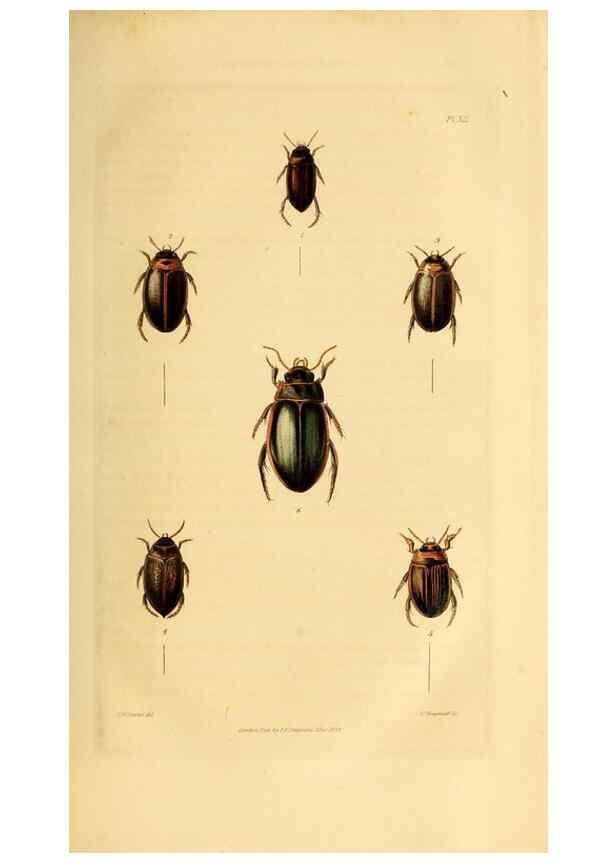 Reproducción/Reproduction 49745818123: Illustrations of British entomology;. London:Printed for the author; published by Baldwin and Cradock,1828-1835.. 