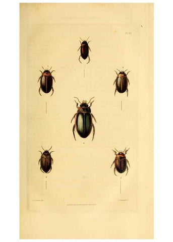 Reproducción/Reproduction 49745818123: Illustrations of British entomology;. London:Printed for the author; published by Baldwin and Cradock,1828-1835.. 
