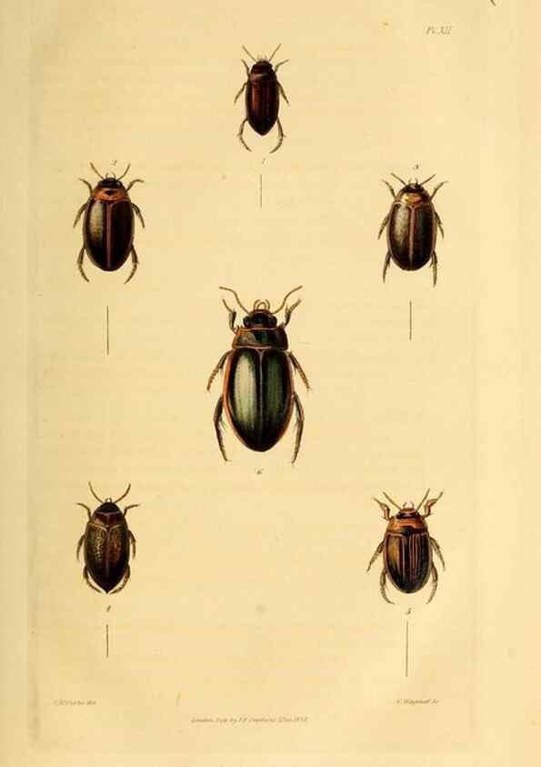 Reproducción/Reproduction 49745818123: Illustrations of British entomology;. London:Printed for the author; published by Baldwin and Cradock,1828-1835.. 