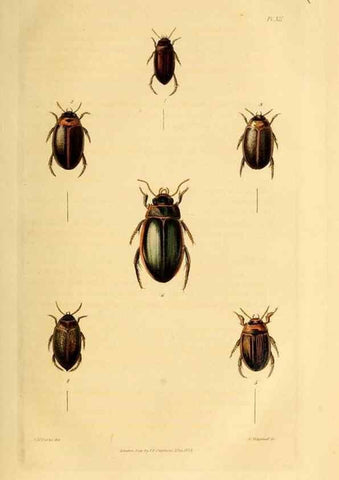 Reproducción/Reproduction 49745818123: Illustrations of British entomology;. London:Printed for the author; published by Baldwin and Cradock,1828-1835.. 