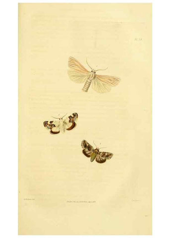 Reproducción/Reproduction 49746423677: Illustrations of British entomology;. London:Printed for the author; published by Baldwin and Cradock,1828-1835.. 