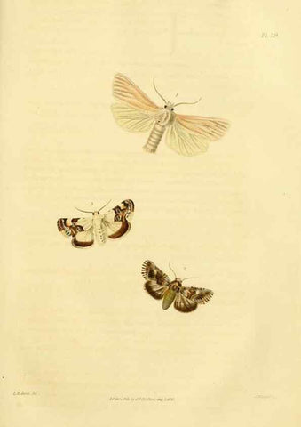 Reproducción/Reproduction 49746423677: Illustrations of British entomology;. London:Printed for the author; published by Baldwin and Cradock,1828-1835.. 