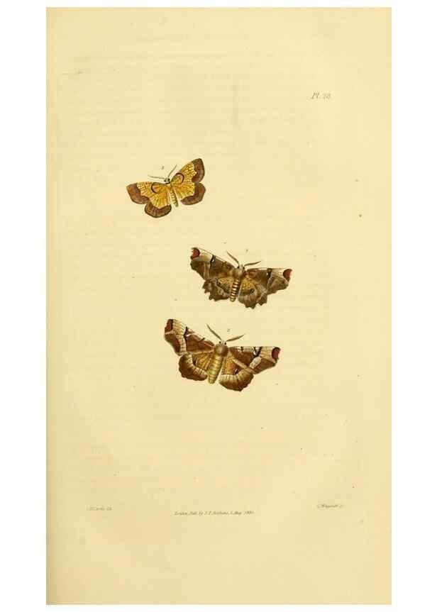 Reproducción/Reproduction 49745555408: Illustrations of British entomology;. London:Printed for the author; published by Baldwin and Cradock,1828-1835.. 