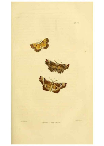 Reproducción/Reproduction 49745555408: Illustrations of British entomology;. London:Printed for the author; published by Baldwin and Cradock,1828-1835.. 