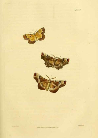 Reproducción/Reproduction 49745555408: Illustrations of British entomology;. London:Printed for the author; published by Baldwin and Cradock,1828-1835.. 