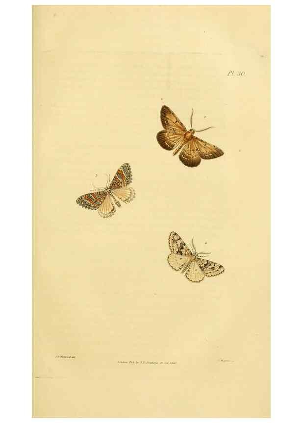 Reproducción/Reproduction 49746424362: Illustrations of British entomology;. London:Printed for the author; published by Baldwin and Cradock,1828-1835.. 