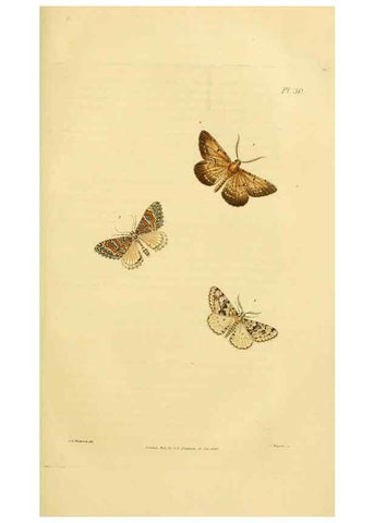 Reproducción/Reproduction 49746424362: Illustrations of British entomology;. London:Printed for the author; published by Baldwin and Cradock,1828-1835.. 