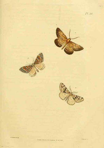 Reproducción/Reproduction 49746424362: Illustrations of British entomology;. London:Printed for the author; published by Baldwin and Cradock,1828-1835.. 