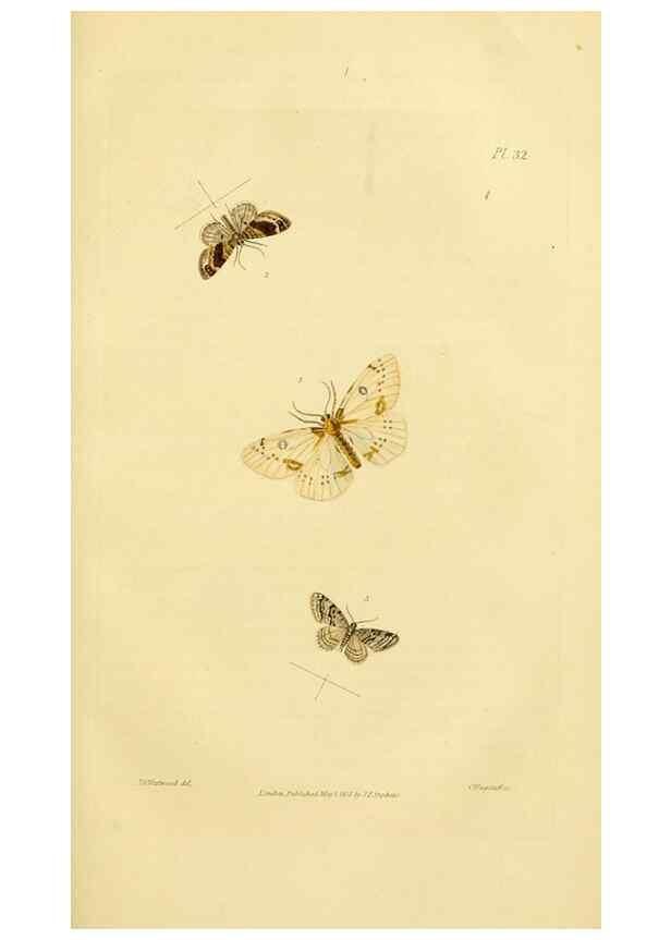 Reproducción/Reproduction 49745556078: Illustrations of British entomology;. London:Printed for the author; published by Baldwin and Cradock,1828-1835.. 