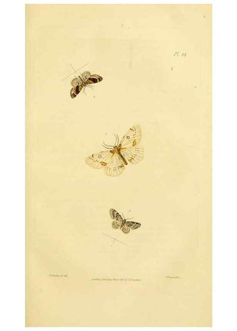 Reproducción/Reproduction 49745556078: Illustrations of British entomology;. London:Printed for the author; published by Baldwin and Cradock,1828-1835.. 