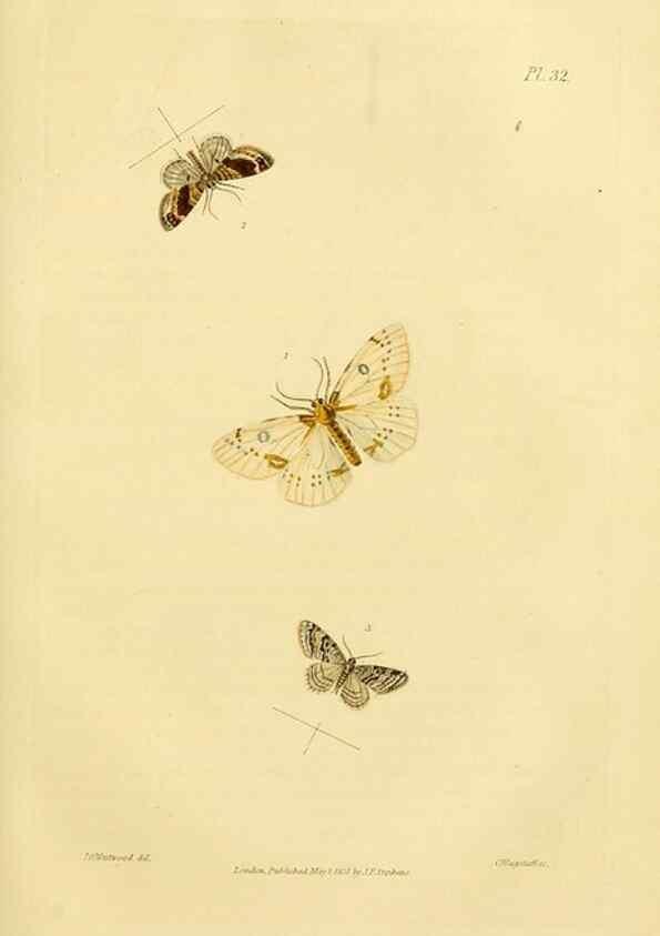 Reproducción/Reproduction 49745556078: Illustrations of British entomology;. London:Printed for the author; published by Baldwin and Cradock,1828-1835.. 