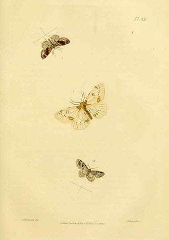 Reproducción/Reproduction 49745556078: Illustrations of British entomology;. London:Printed for the author; published by Baldwin and Cradock,1828-1835.. 