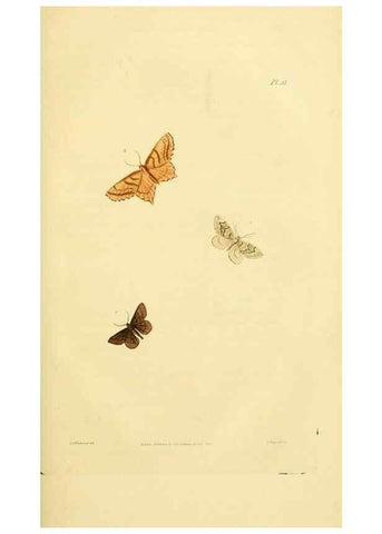 Reproducción/Reproduction 49745556398: Illustrations of British entomology;. London:Printed for the author; published by Baldwin and Cradock,1828-1835.. 