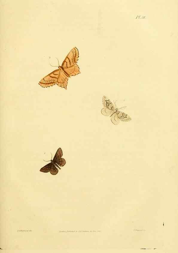 Reproducción/Reproduction 49745556398: Illustrations of British entomology;. London:Printed for the author; published by Baldwin and Cradock,1828-1835.. 