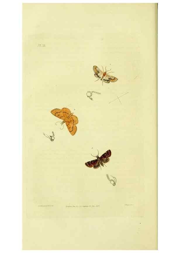 Reproducción/Reproduction 49746506147: Illustrations of British entomology;. London:Printed for the author; published by Baldwin and Cradock,1828-1835.. 