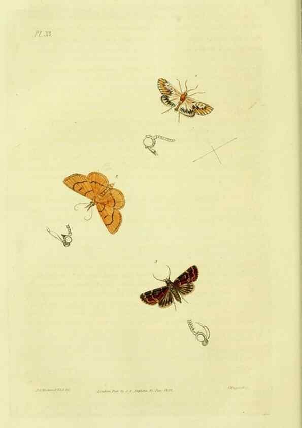 Reproducción/Reproduction 49746506147: Illustrations of British entomology;. London:Printed for the author; published by Baldwin and Cradock,1828-1835.. 
