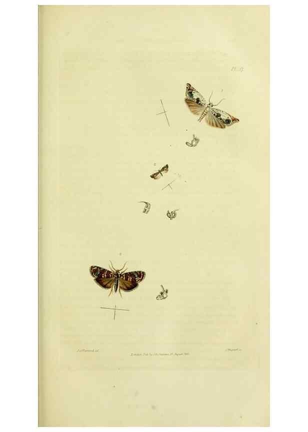 Reproducción/Reproduction 49746176786: Illustrations of British entomology;. London:Printed for the author; published by Baldwin and Cradock,1828-1835.. 