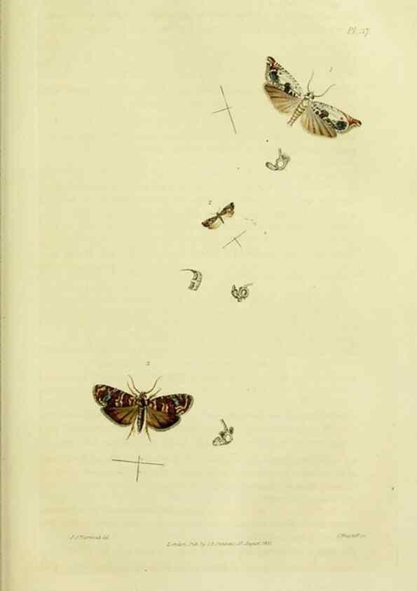 Reproducción/Reproduction 49746176786: Illustrations of British entomology;. London:Printed for the author; published by Baldwin and Cradock,1828-1835.. 
