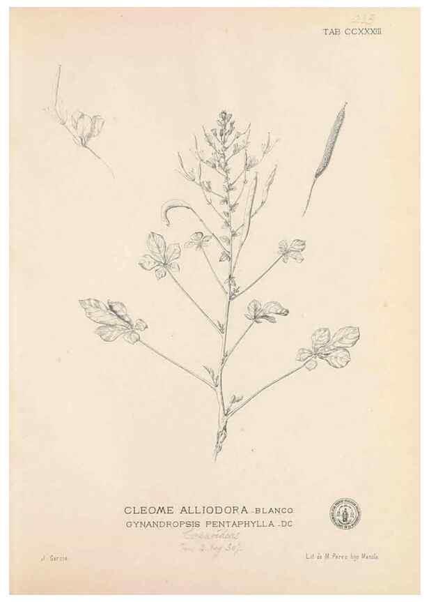 Reproducción/Reproduction 49746634108: Flora de Filipinas,. Manila,Estab. tip. de Plana y ca.,1877-83.. 