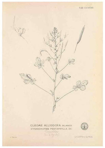 Reproducción/Reproduction 49746634108: Flora de Filipinas,. Manila,Estab. tip. de Plana y ca.,1877-83.. 