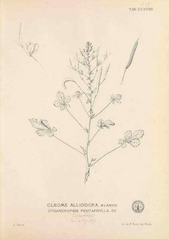 Reproducción/Reproduction 49746634108: Flora de Filipinas,. Manila,Estab. tip. de Plana y ca.,1877-83.. 