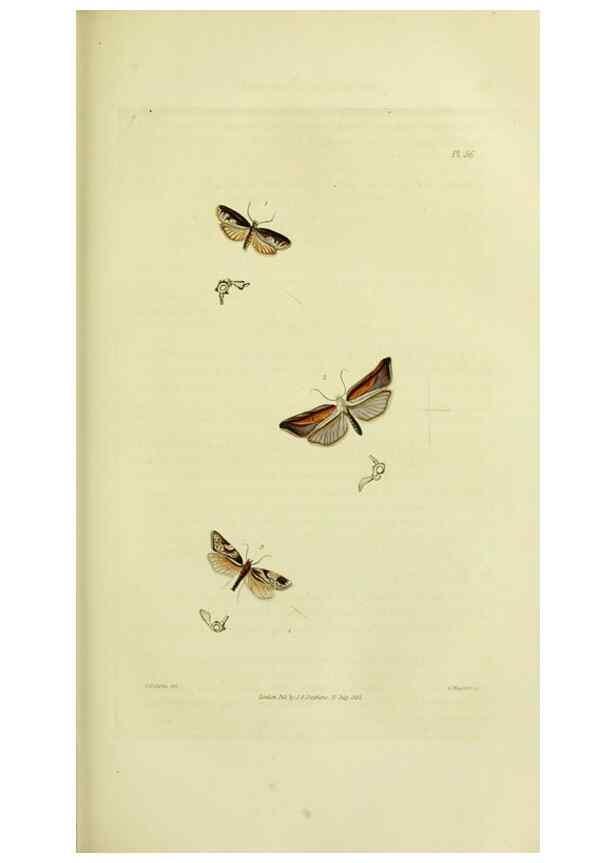 Reproducción/Reproduction 49746506732: Illustrations of British entomology;. London:Printed for the author; published by Baldwin and Cradock,1828-1835.. 