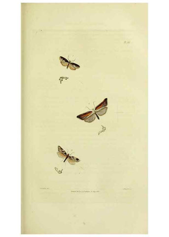 Reproducción/Reproduction 49746506732: Illustrations of British entomology;. London:Printed for the author; published by Baldwin and Cradock,1828-1835.. 