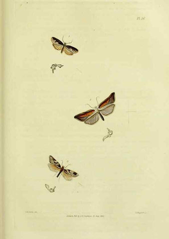 Reproducción/Reproduction 49746506732: Illustrations of British entomology;. London:Printed for the author; published by Baldwin and Cradock,1828-1835.. 