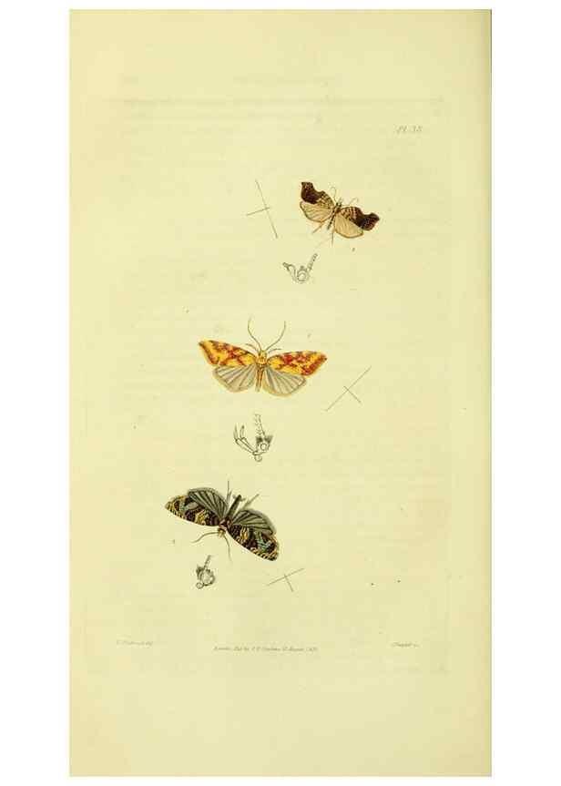 Reproducción/Reproduction 49746507157: Illustrations of British entomology;. London:Printed for the author; published by Baldwin and Cradock,1828-1835.. 