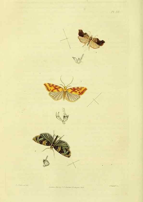 Reproducción/Reproduction 49746507157: Illustrations of British entomology;. London:Printed for the author; published by Baldwin and Cradock,1828-1835.. 