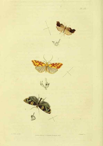 Reproducción/Reproduction 49746507157: Illustrations of British entomology;. London:Printed for the author; published by Baldwin and Cradock,1828-1835.. 
